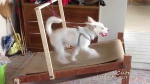 Snow White on a DIY carpet mill / treadmill (ลู่วิ่งสุนัข)