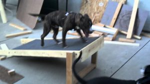 Dog treadmill