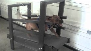 Eco Carpet Mill with Romeo the Staffordshire Bull Terrier