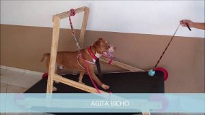 ESTEIRA PARA CACHORRO