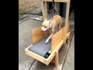 Homemade Dog Carpet Mill