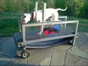 Tank on Brute from Dog Trotter K9 Equipment